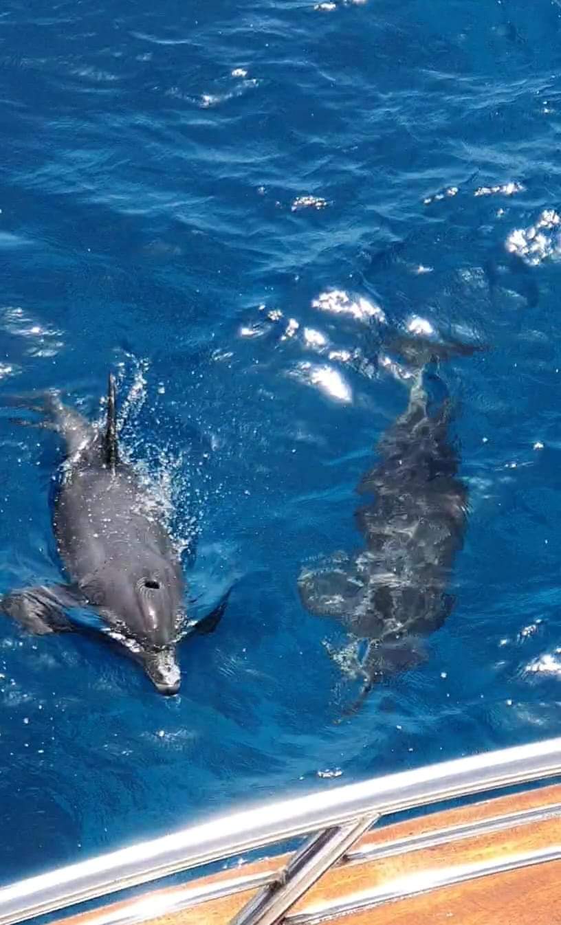 Dolphin House Private