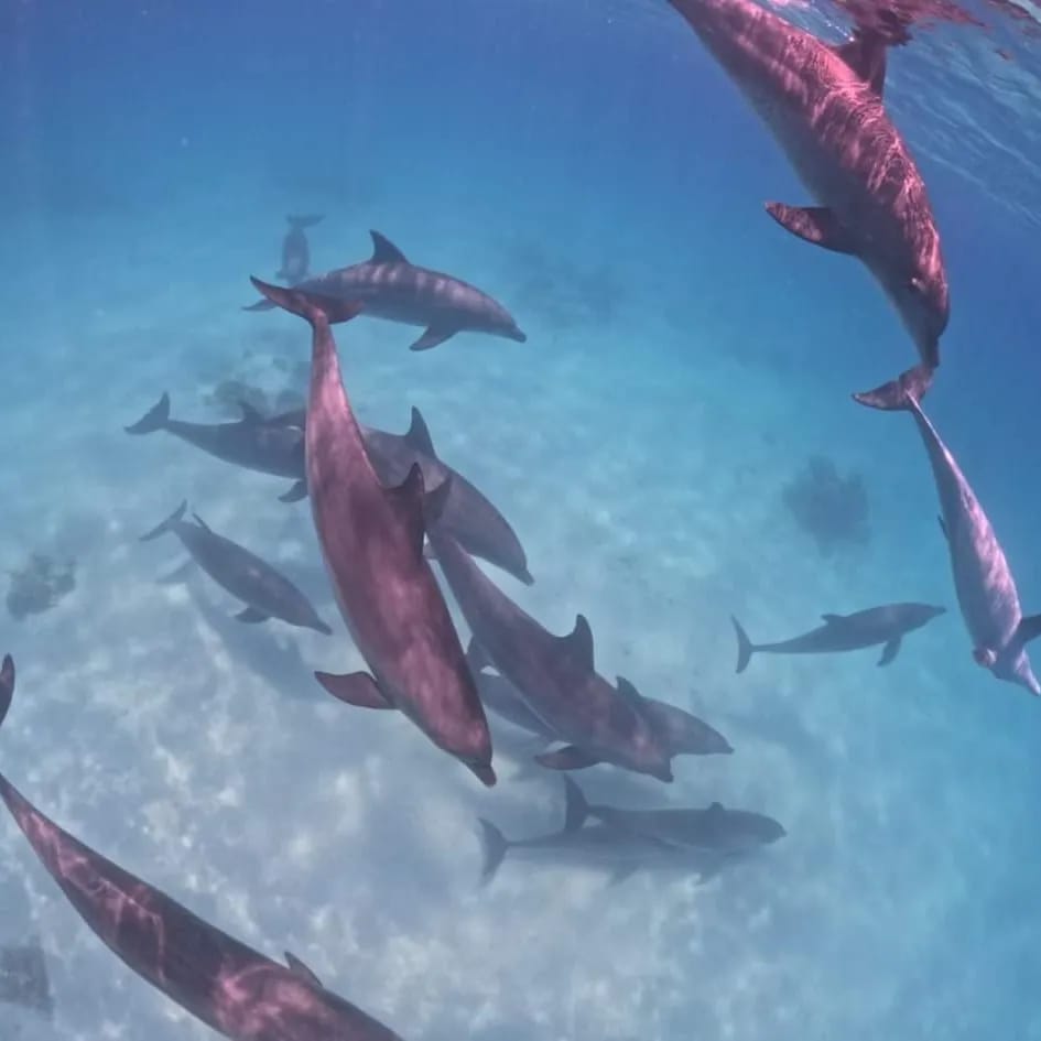 Dolphin House Trip: Swim with wild dolphins & explore coral gardens in the Red Sea - Younes Tours